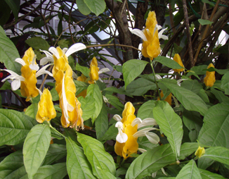 e0041337_108102.jpg