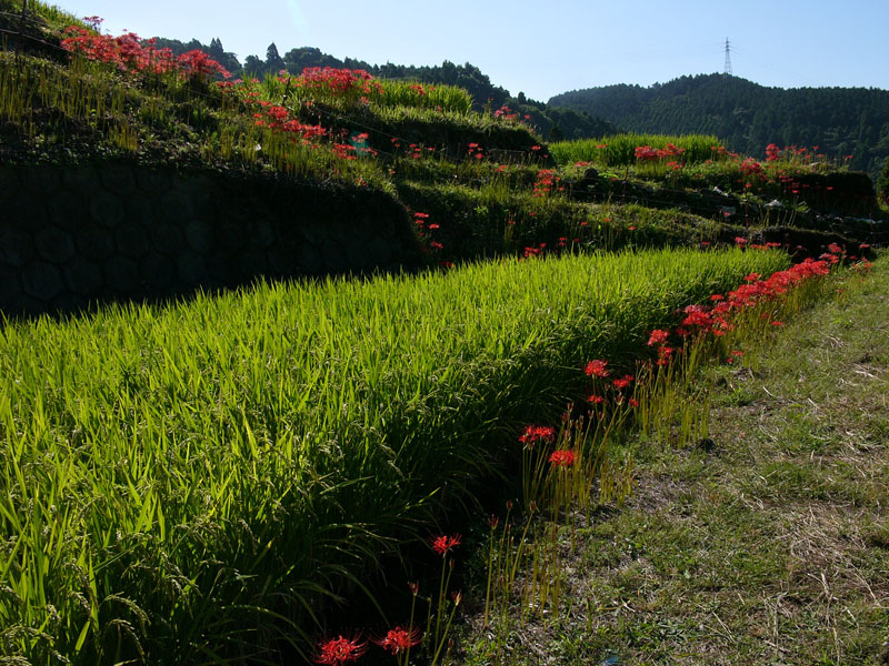 早朝の江里山棚田の彼岸花_c0014538_9403888.jpg