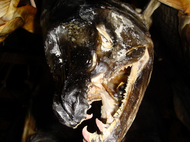 a0046339_1258175.jpg