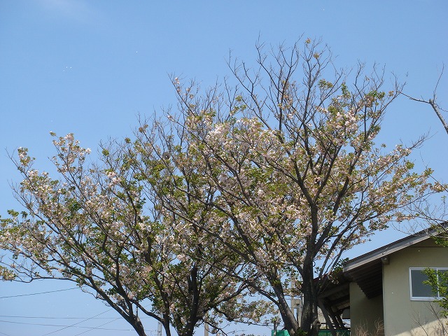 a0046339_13182448.jpg