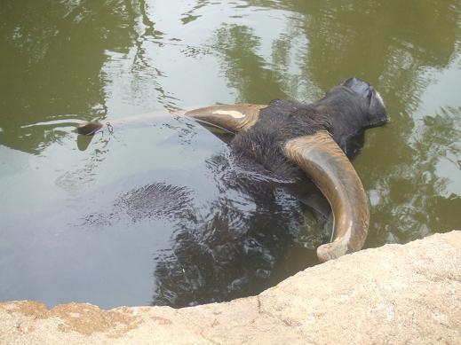 多摩動物園　オーストラリアエリア中心_f0156739_11544787.jpg