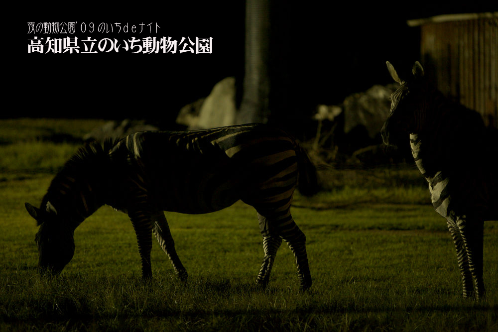 夜の動物公園 \'09 のいちdeナイト_a0078341_18204079.jpg