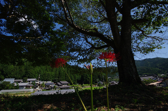f0152550_2122727.jpg