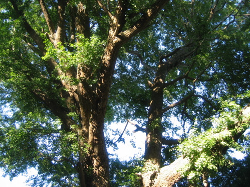 b0072051_36587.jpg