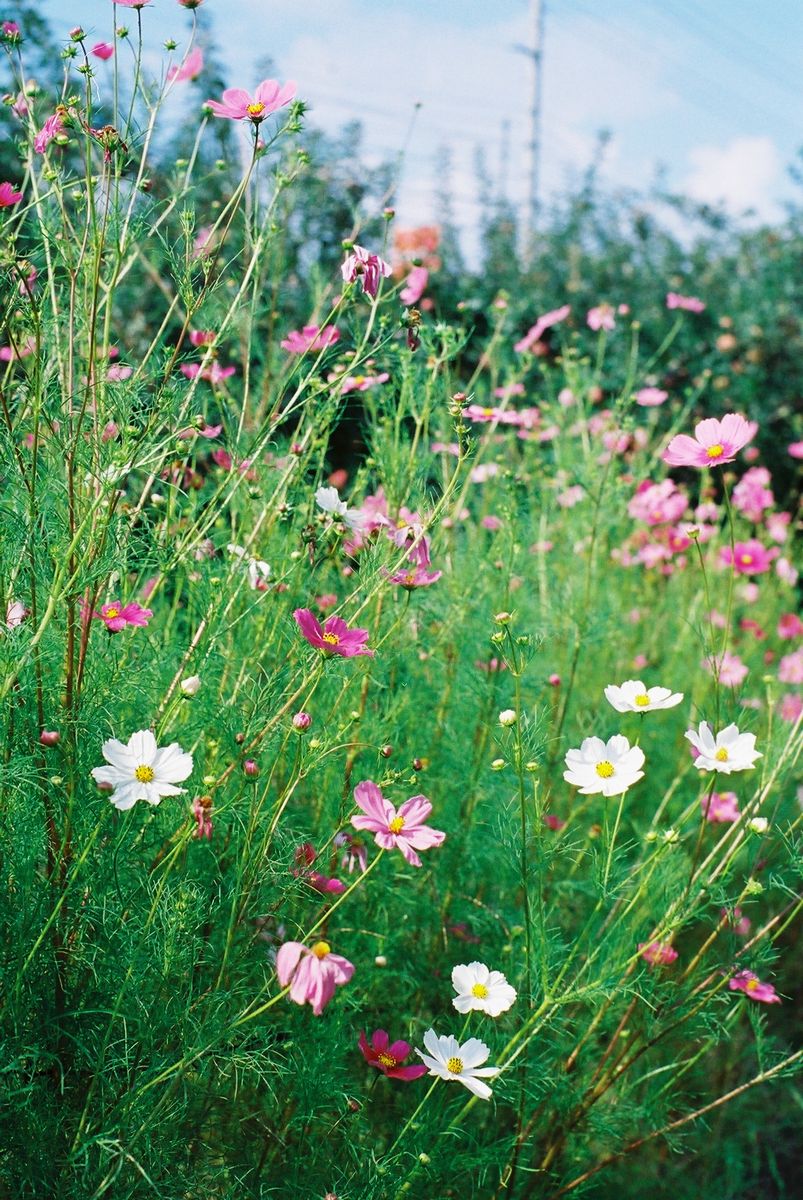 Cosmos, Apples_b0173751_216447.jpg