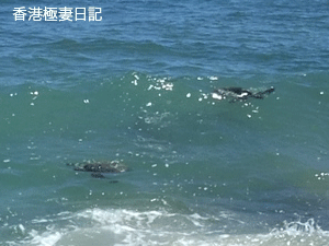 海亀見学＠ラニアケア・ビーチ♪ _f0190653_8184967.gif