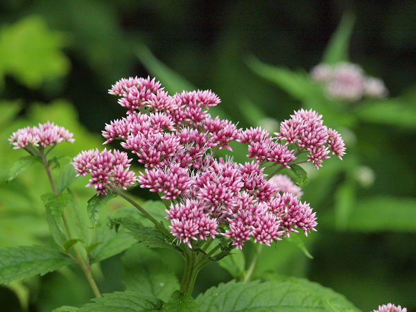 利尻島の花　ヨツバヒヨドリ_f0140054_149502.jpg