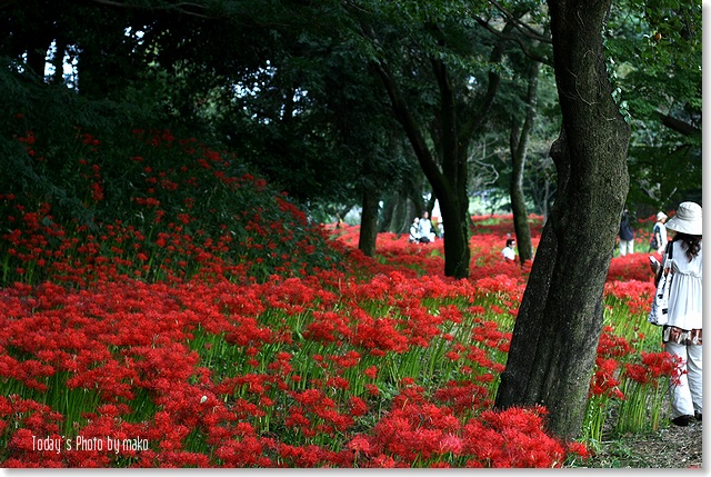 彼岸花_a0052156_20445137.jpg