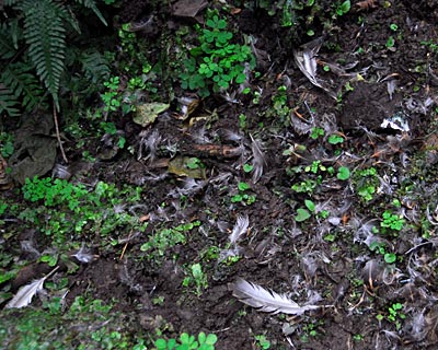 京都府　貴船山　野生ジカと大きなモミの木_e0035757_18131873.jpg