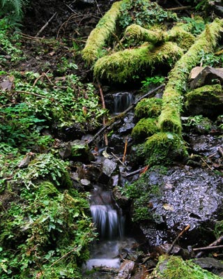 京都府　貴船山　野生ジカと大きなモミの木_e0035757_18134124.jpg