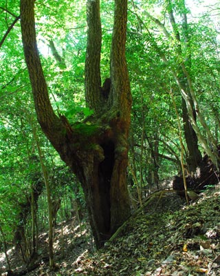 京都府　貴船山　野生ジカと大きなモミの木_e0035757_1844853.jpg