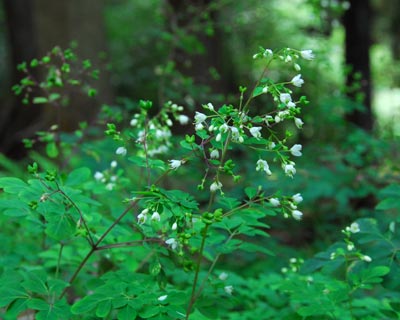 京都府　貴船山　野生ジカと大きなモミの木_e0035757_187695.jpg