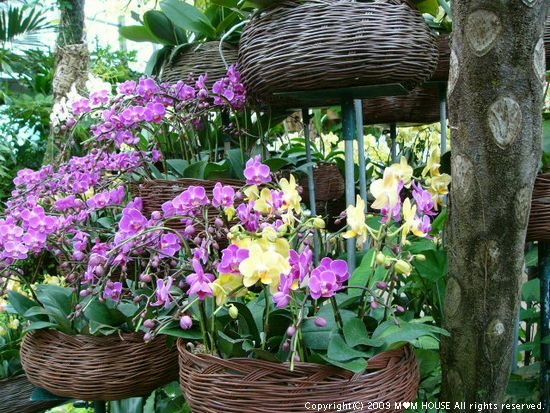 秘密の花園　☆　熱帯ドリームセンター♪_c0139258_13365810.jpg