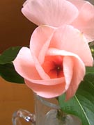 e0091161_20352111.jpg