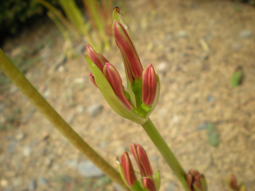 e0003465_11391753.jpg