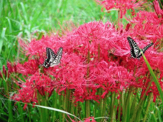 b0120968_0192914.gif