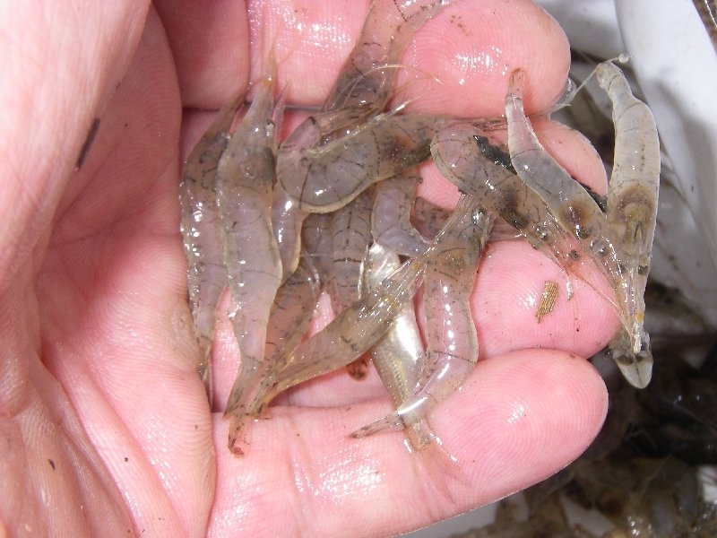 コブナは釣れず しかし 追記あり 埼玉の空より