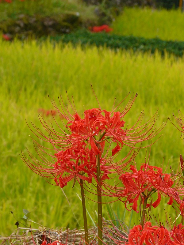 番所の棚田と彼岸花_e0165473_2359863.jpg