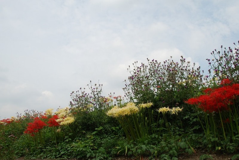 c0187781_7571314.jpg