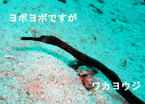 オープンウォーターダイバー誕生!_f0144385_15146.jpg