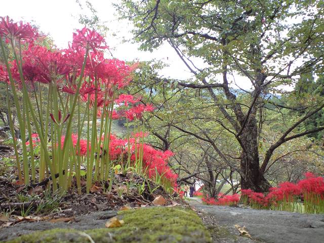 彼岸花の季節 （仏隆寺）_c0046587_14105623.jpg