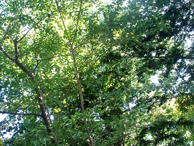 b0142688_82335.jpg