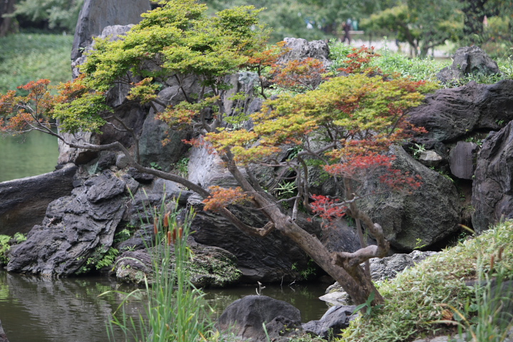 「　緑と赤の風　」　東京　小石川後楽園　初秋_f0164989_4551920.jpg