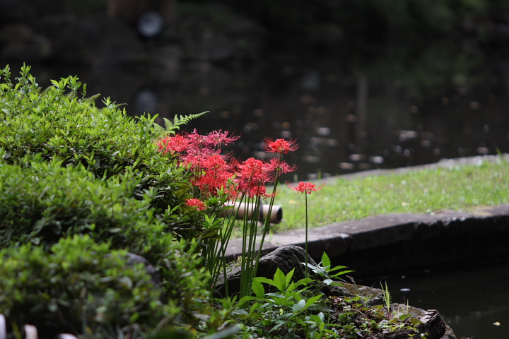 「　緑と赤の風　」　東京　小石川後楽園　初秋_f0164989_4563138.jpg