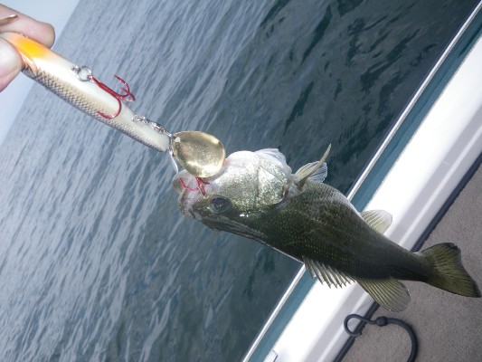 釣果報告 琵琶湖 デンプシーテール_d0145899_1524093.jpg