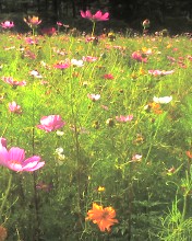 c0164401_0353559.jpg