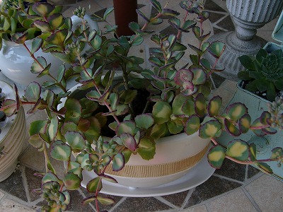 a0123003_1453431.jpg