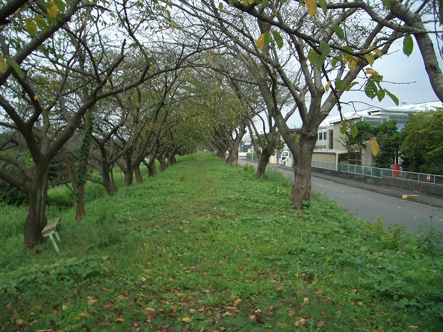 「秋の沼川・滝川ウォーク」の下見_f0141310_2329495.jpg