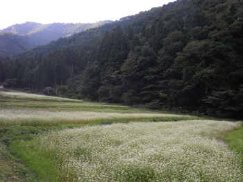 e0063212_193246100.jpg