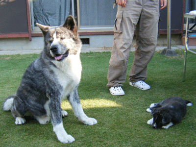 f0008935_10512249.gif