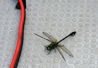 f0174939_1810367.jpg