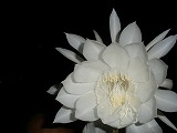 a0129841_2219589.jpg