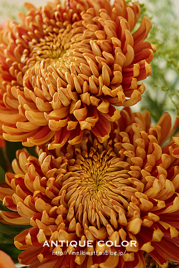 秋色の菊_d0124248_518652.jpg