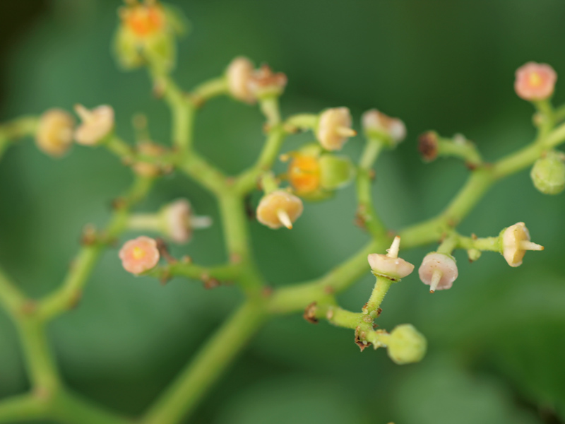 青海南ふ頭公園　SIGMA150mm 1:2.8 APO MCRO DG HSMで試し撮り-２　　　１１７)_c0068050_2362352.jpg