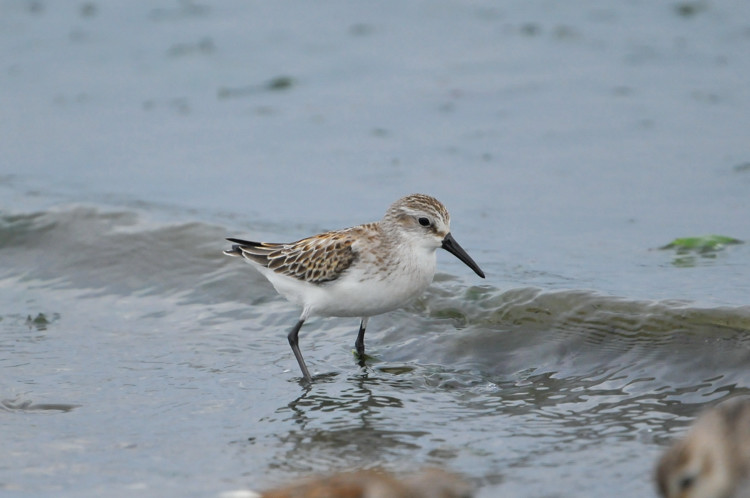 ヒメハマシギ（Western Sandpiper）／2009.09_b0148352_19113588.jpg