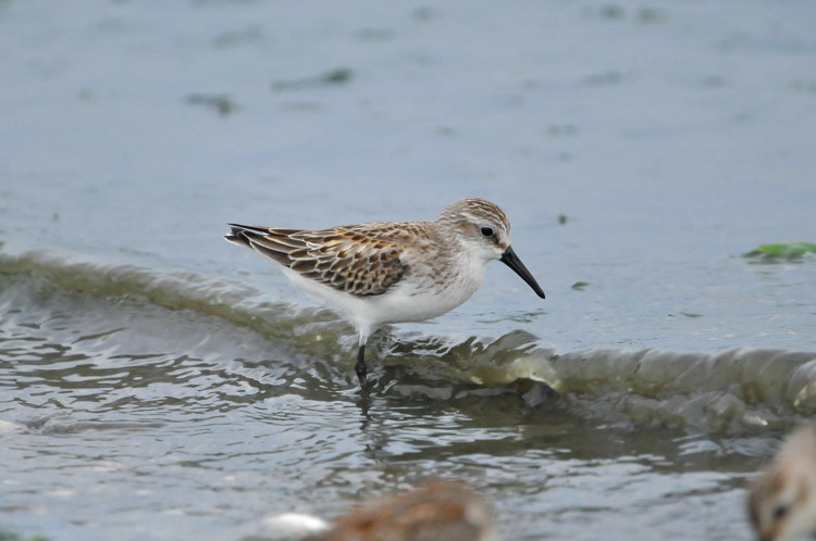 ヒメハマシギ（Western Sandpiper）／2009.09_b0148352_1951361.jpg