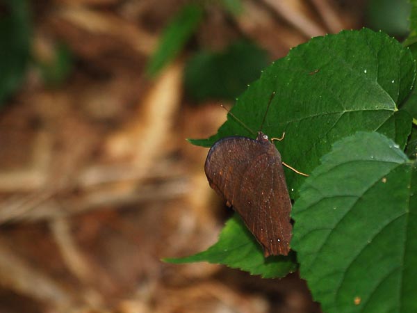 c0045352_17472923.jpg