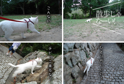 お城公園のお散歩と神社へお参り_e0031853_17282429.jpg