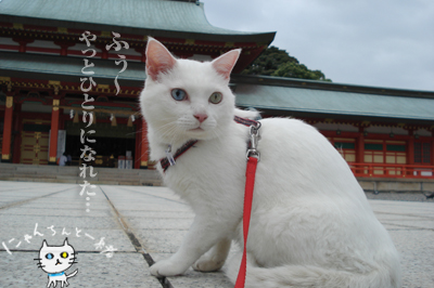 お城公園のお散歩と神社へお参り_e0031853_17315060.jpg