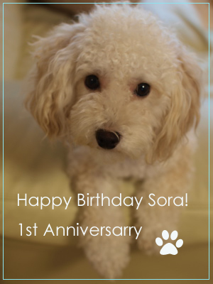 1st Anniversary  SORA!_e0158653_16372772.jpg