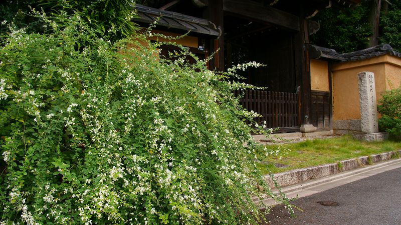 秋色探し （真如町 崩落土塀＆萩の迎稱寺（こうしょうじ） ）  (2009年09月25日)_c0119555_145177.jpg