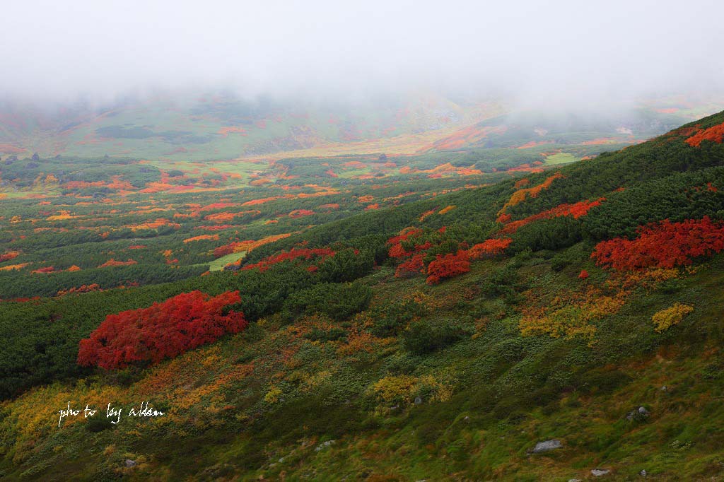 大雪の紅葉あんどキガラシより～_a0039860_18213773.jpg