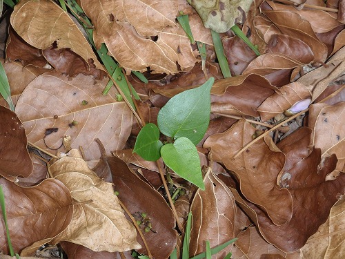 c0180460_65929.jpg