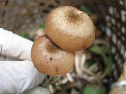 釣り花マユミの赤い花を　近くの山で見つけたよ”_a0120264_9181859.jpg