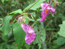 釣り花マユミの赤い花を　近くの山で見つけたよ”_a0120264_95537.jpg