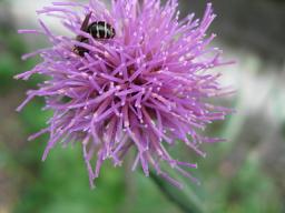 釣り花マユミの赤い花を　近くの山で見つけたよ”_a0120264_9635.jpg